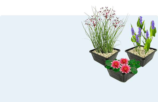 Vijverbeplanting